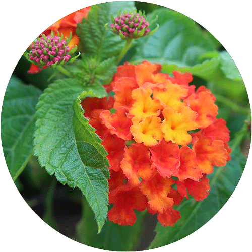 Red, orange and yellow Lantana blooms.
